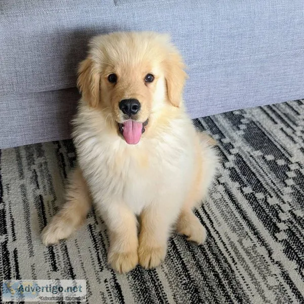 Golden Retriever puppies for sale.
