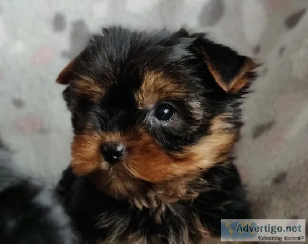 Absolutely Healthy Tiny Yorkie Puppies For Adoption