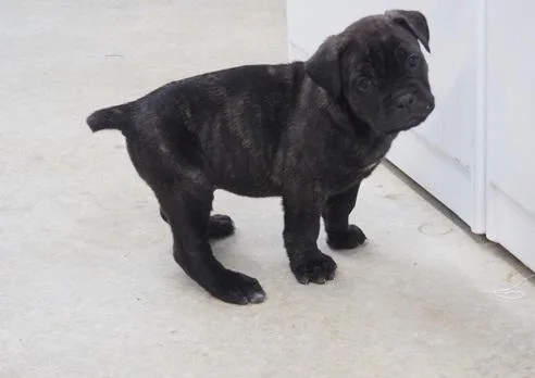 Cane Corso Italiano puppies are registered AKC