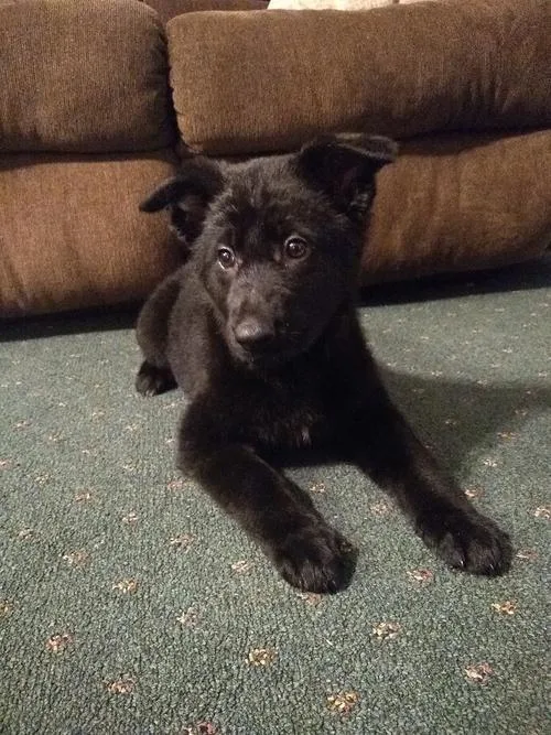 AKC German Shepherd Puppies for sale.