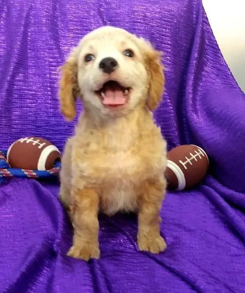 Well Socialized Cavapoo Puppies for sale.