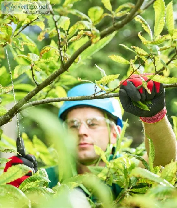 Elite Tree Experts LLC