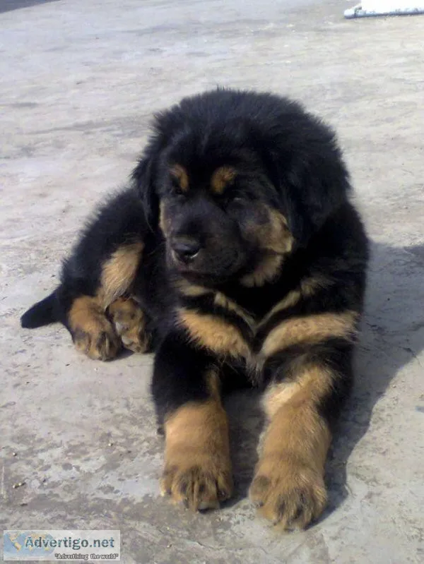 Tibetan Mastiff Puppies