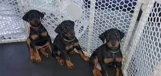 Doberman puppies
