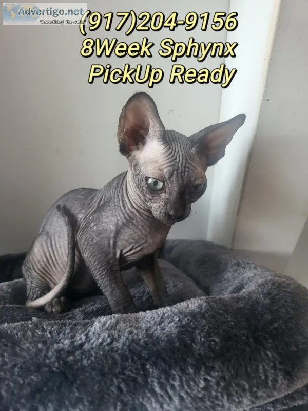 Black canadian sphynx kittens 8week old ready for pickup New Yor