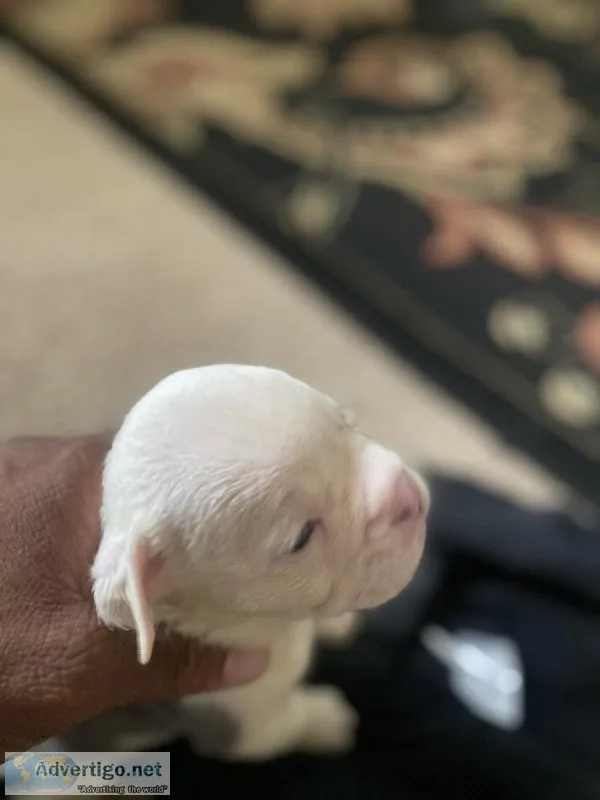 Olde English Bulldogge