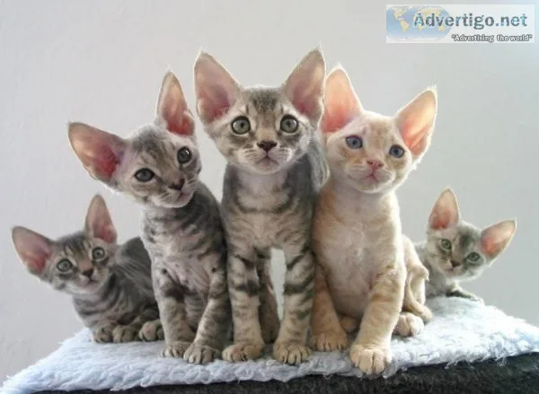 Devon Rex Kittens - Hypoallergenic