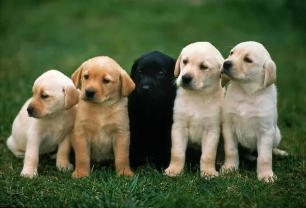 Labrador Retriever Puppies