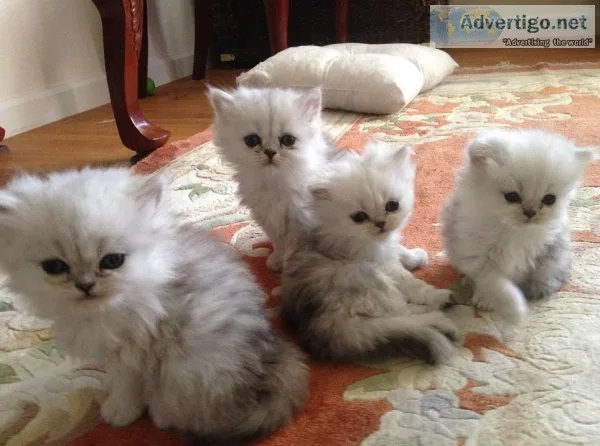 CFA Registered Persian Kittens