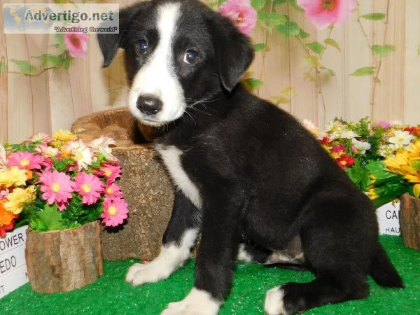 Chicago Farm Collie Puppies. Super Smart