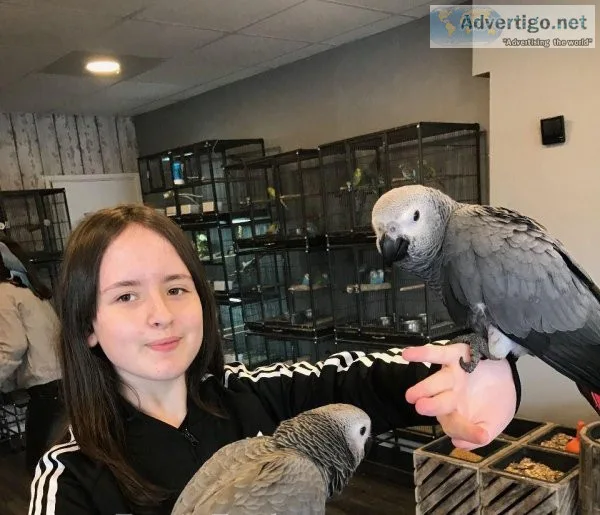 Proven pairs of  African grey parrot