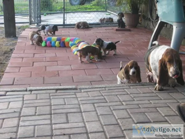 Basset Hound Puppies