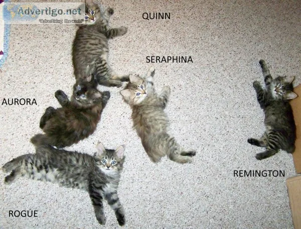 American Bobtail kittens
