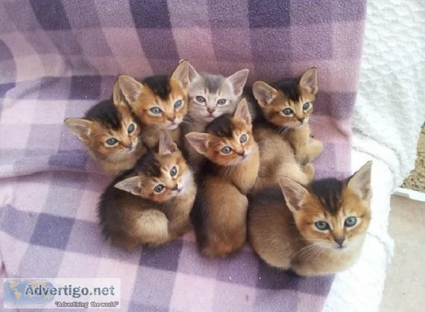 Gorgeous RUDDY Abyssinian Kittens