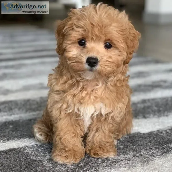 Maltipoo Puppy