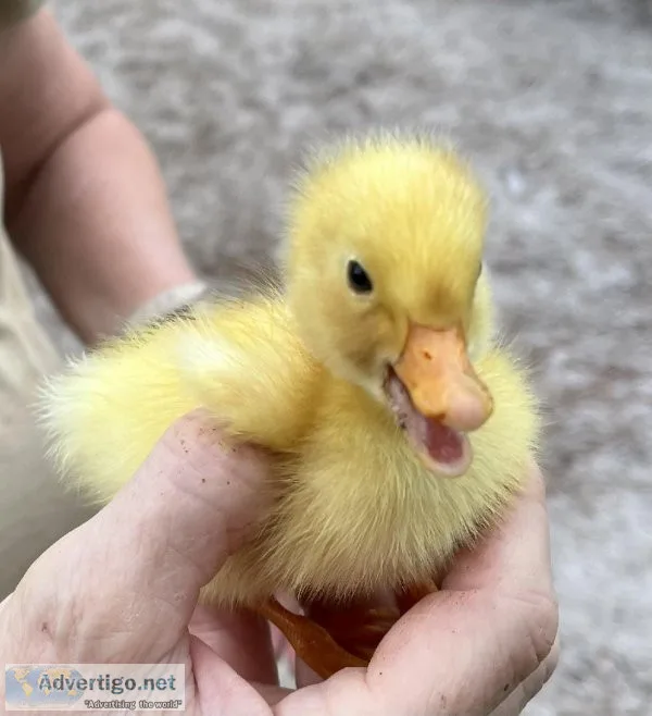 Baby Ducks Muscovy 2 week to 16 weeks