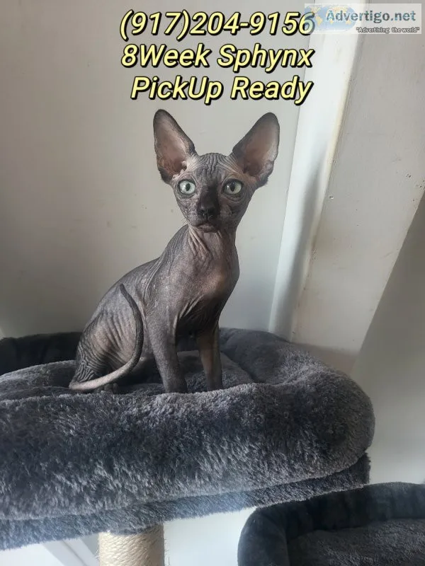 Black canadian sphynx kittens 8week old ready for pickup New Yor