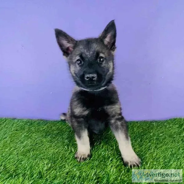 Norwegian elkhound puppy