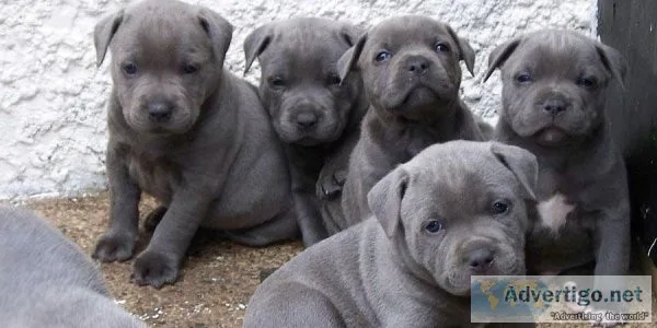 Staffordshire Bull Terrier Pups