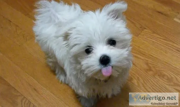Beautiful Maltese Puppies