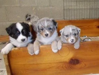 Australian Shepherd puppies