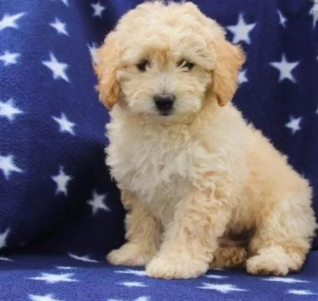 Cute Toy Poodle Pups for a Lovely Home