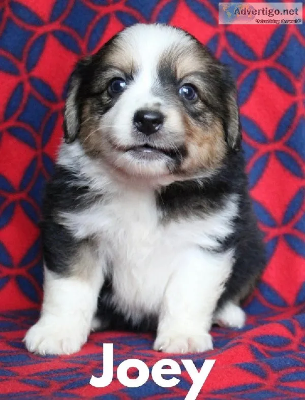 Miniature Australian shepherd