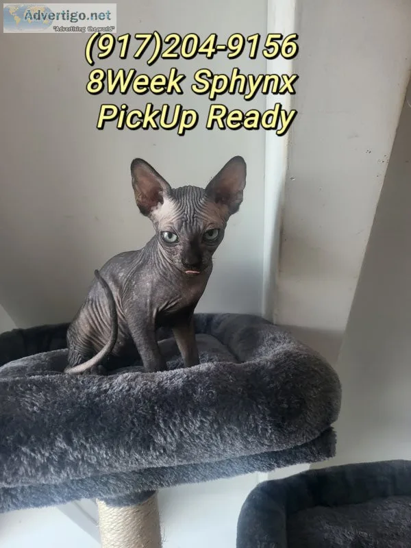 Black canadian sphynx kittens 8week old ready for pickup New Yor