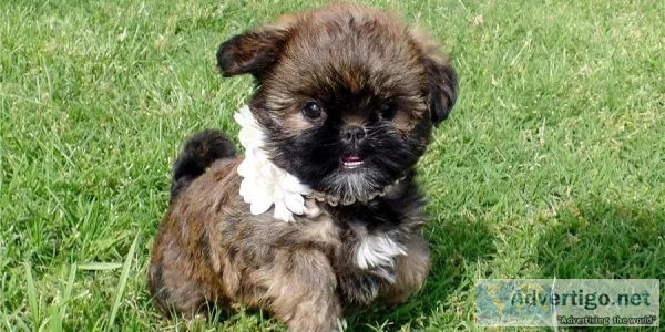 Brussels Griffon Puppies