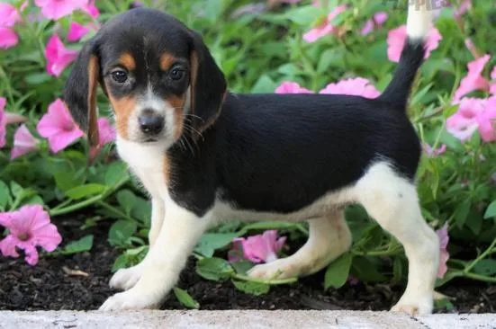Excellent Ckc Beagle Puppies  For Re-Homing