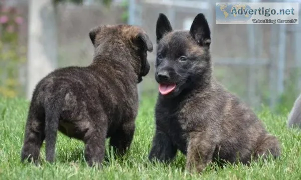 Dutch Shepherd Puppies