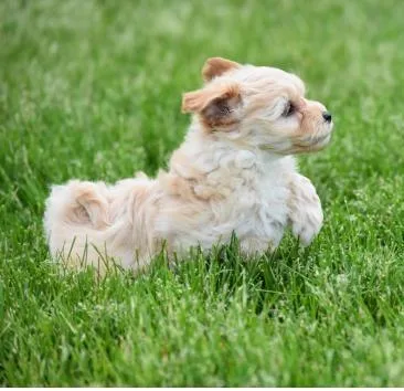 Beautiful Maltipoo puppies