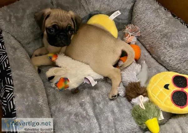 Puppy