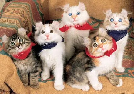 American Curl kittens