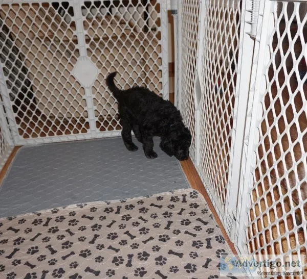 F1B GOLDENDOODLE PUPPIES