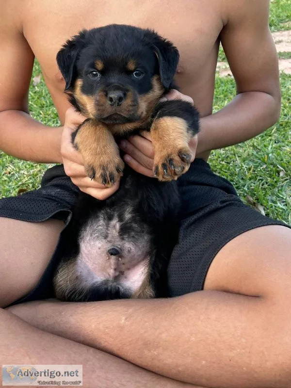 full breed German Rottweile
