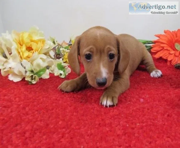 AKC dachshund puppies