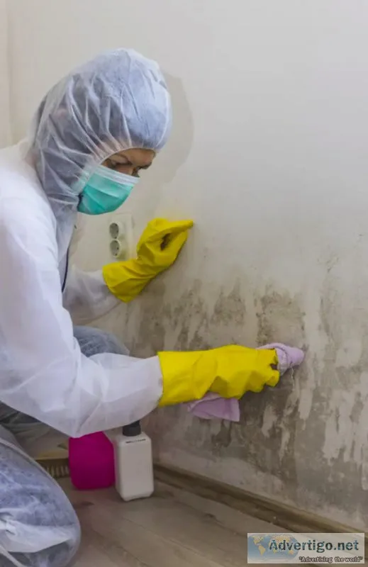 Get Mold Remediation and Mold Removal Services from Moisture Sci