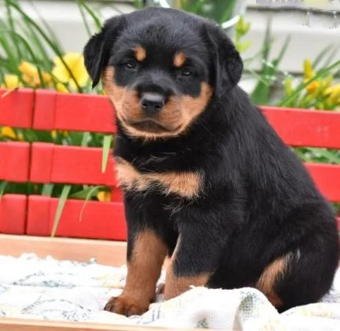 Energetic Rottweiler Puppies Available