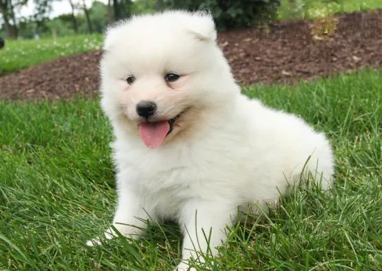 Gorgeous Samoyed Puppies For Adoption