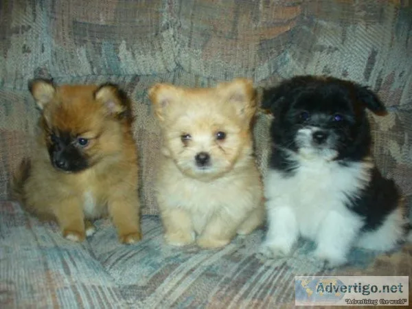 Pomeranian puppies
