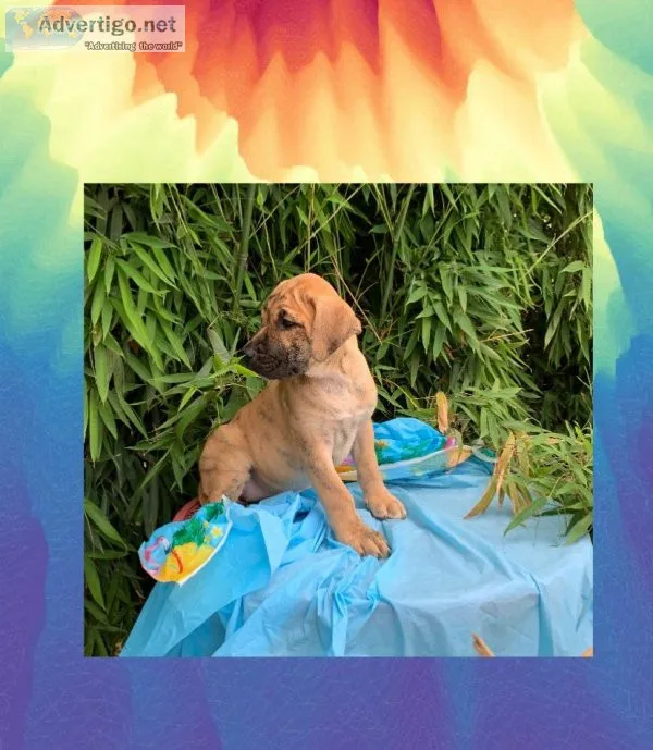 Mastiff Bloodline