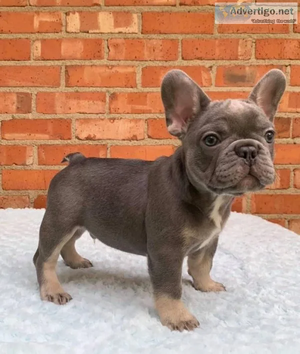 Akc registered french Bulldog puppies
