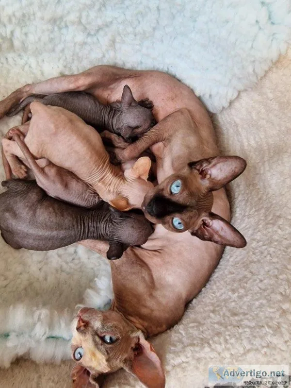 Beautiful Sphynx kittens