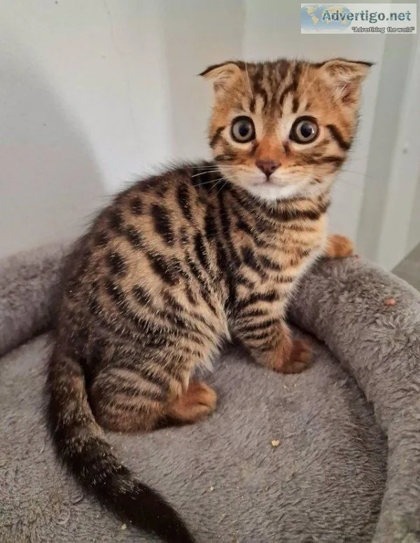 Beautiful Bengal x Scottish fold kittens
