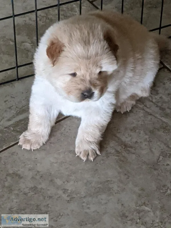 CKC Chow Chow
