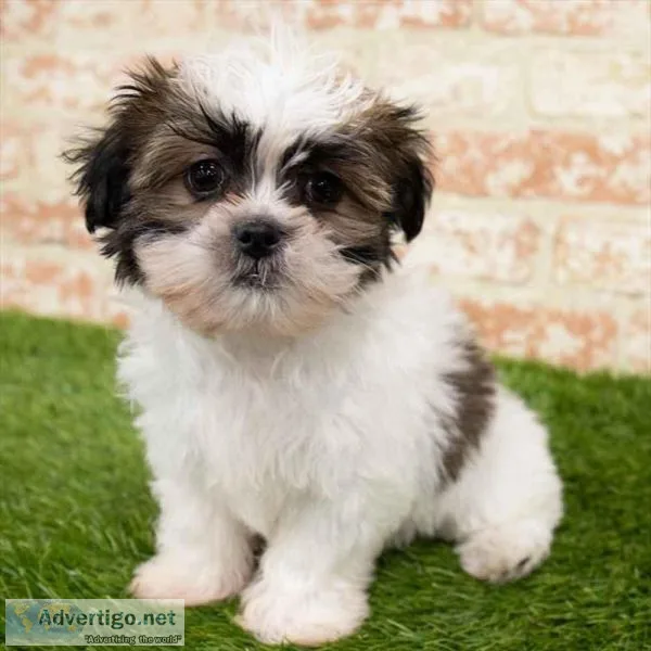 Malshi Puppies (Maltese x Shih Tzu)