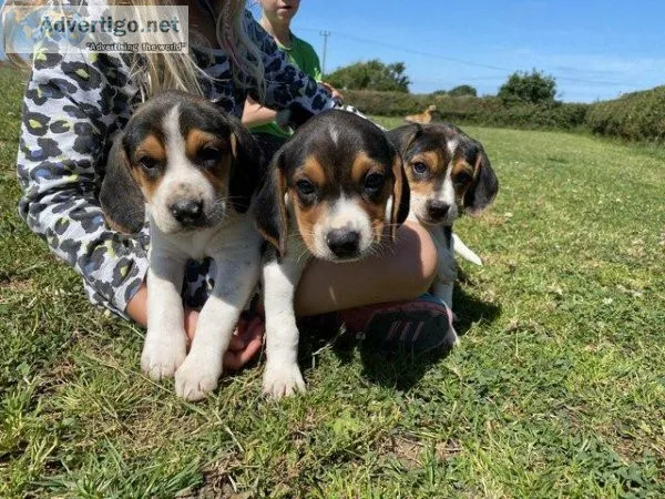 Amazing beagle puppies available