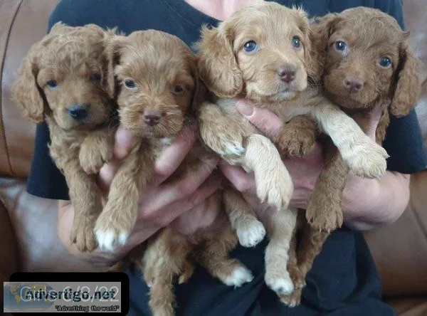 F2 cockapoo puppies ready 26th August