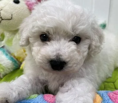 Maltese Puppies(Tiny Toy pups)